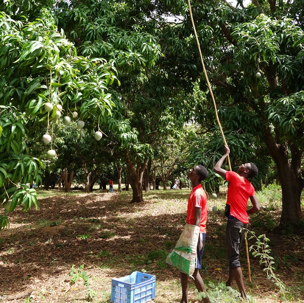 Mali mango's stok bijgesneden